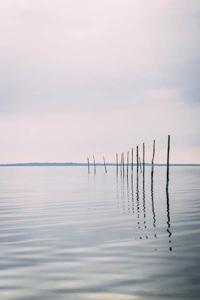 The branches of the water
